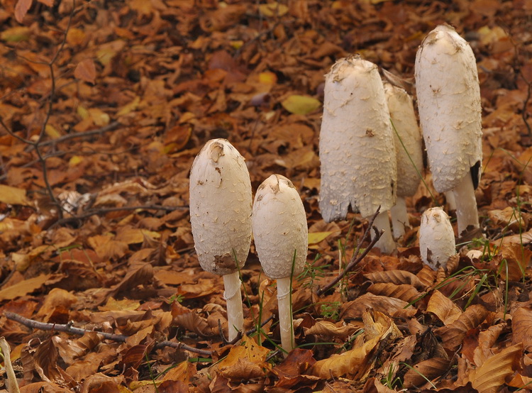 Coprinus comatus